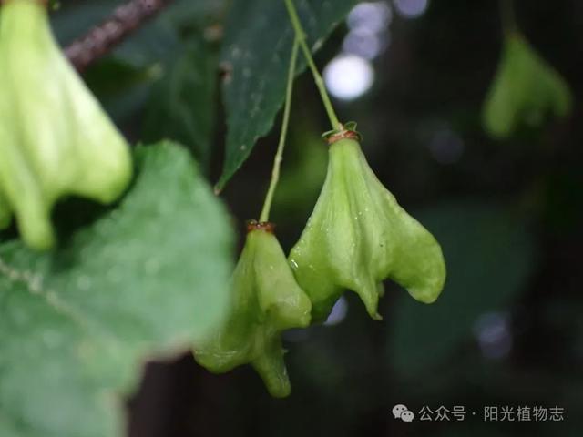 我可太喜欢瘤枝卫矛了,像一枚精心设计的高定珠宝