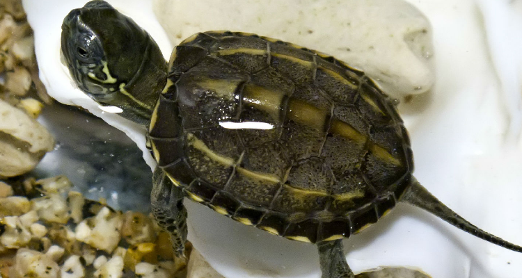 草龟冬眠温度是多少