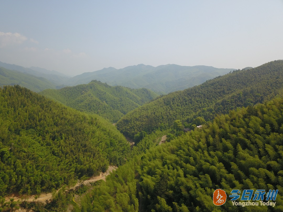 东安川岩乡:漫山都是"富贵竹"
