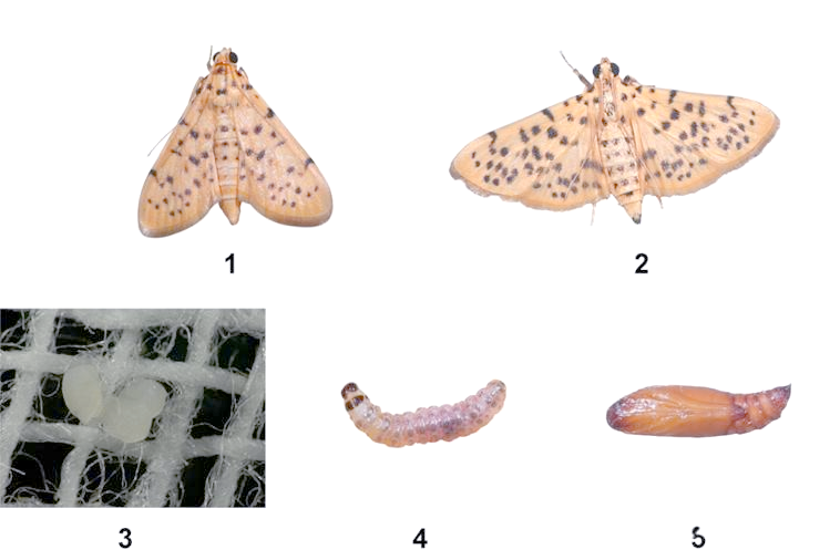梨园害虫桃蛀螟的详细介绍与防治方法