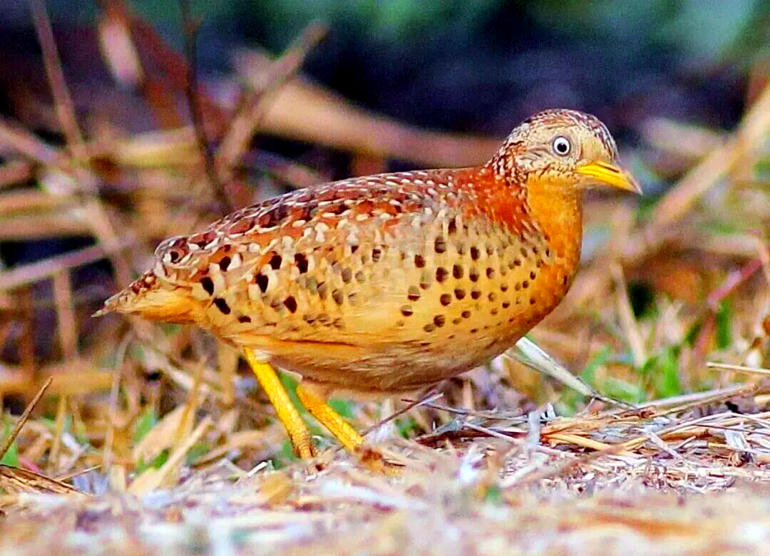 黄脚三趾鹑的繁殖策略和独特特征