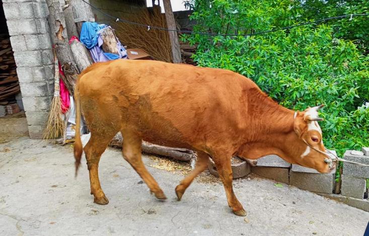 興仁市三帽坡村:養殖精品小黃牛 產業振興