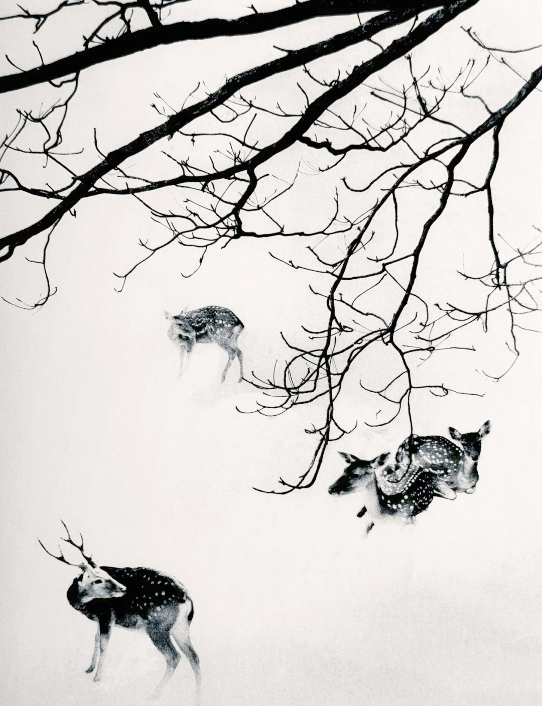 郎静山:亚洲摄影的璀璨明星与独特贡献