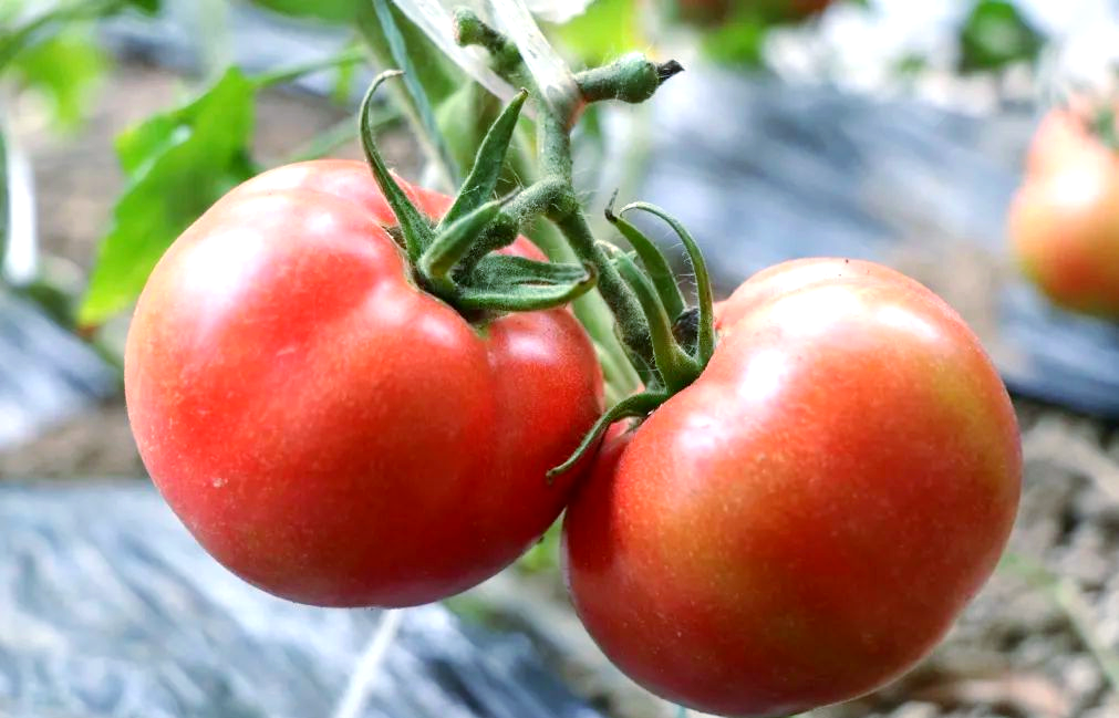 老城毛小庄村:西红柿熟了,酸甜可口,丰收喜悦满溢!