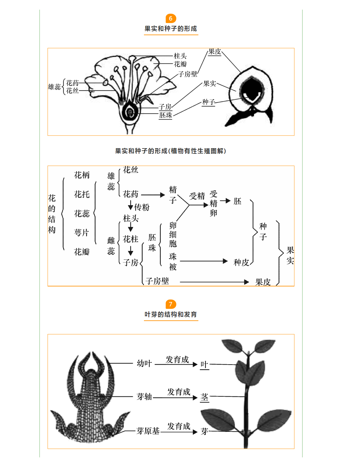 初中生物结构图打印版图片