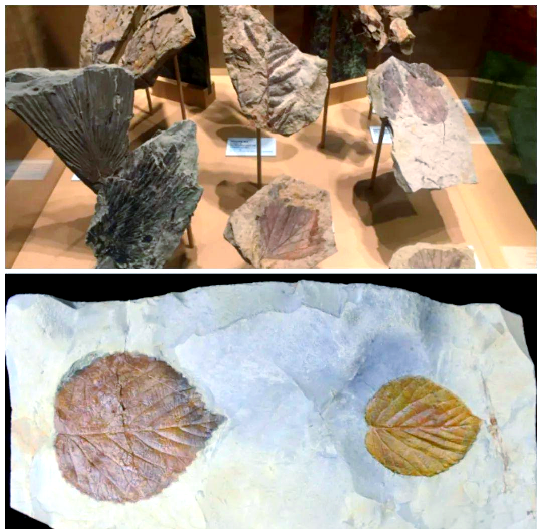 5800万年前化石揭开泰坦巨蟒的神秘面目