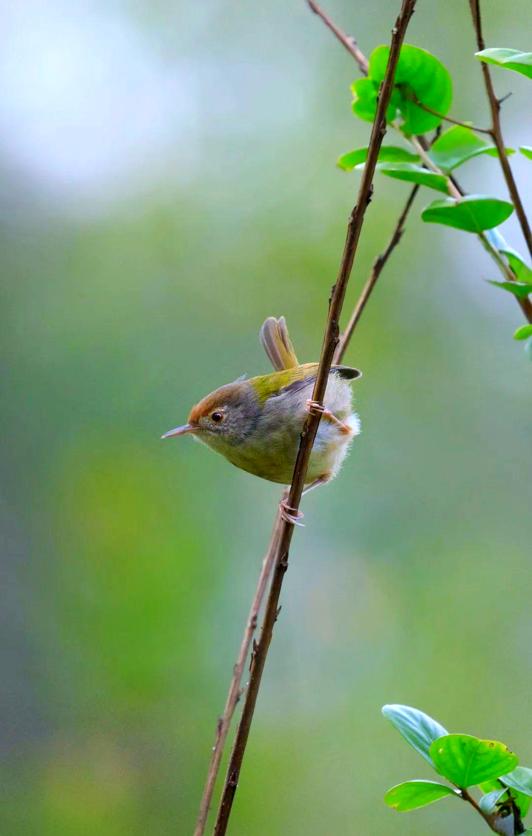长尾缝叶莺:鸟界中的"裁缝"专家