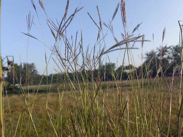 白羊草丨有意思的禾本科植物,花穗像毛刷,人们却用它的根做刷子