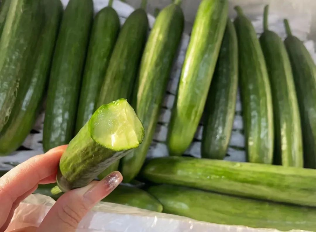 宁夏原生态水果黄瓜,细腻香甜,鲜爽脆嫩,66汁水充沛,黄瓜味特别浓郁