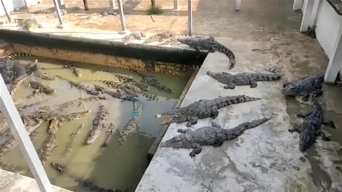 ����կ72����ֳ���뱧��������������㣬��40ֻ����Ⱥ��֮ҧ��