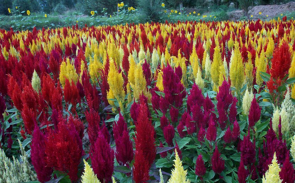 观赏草本凤尾鸡冠花——植物非试管高效快繁