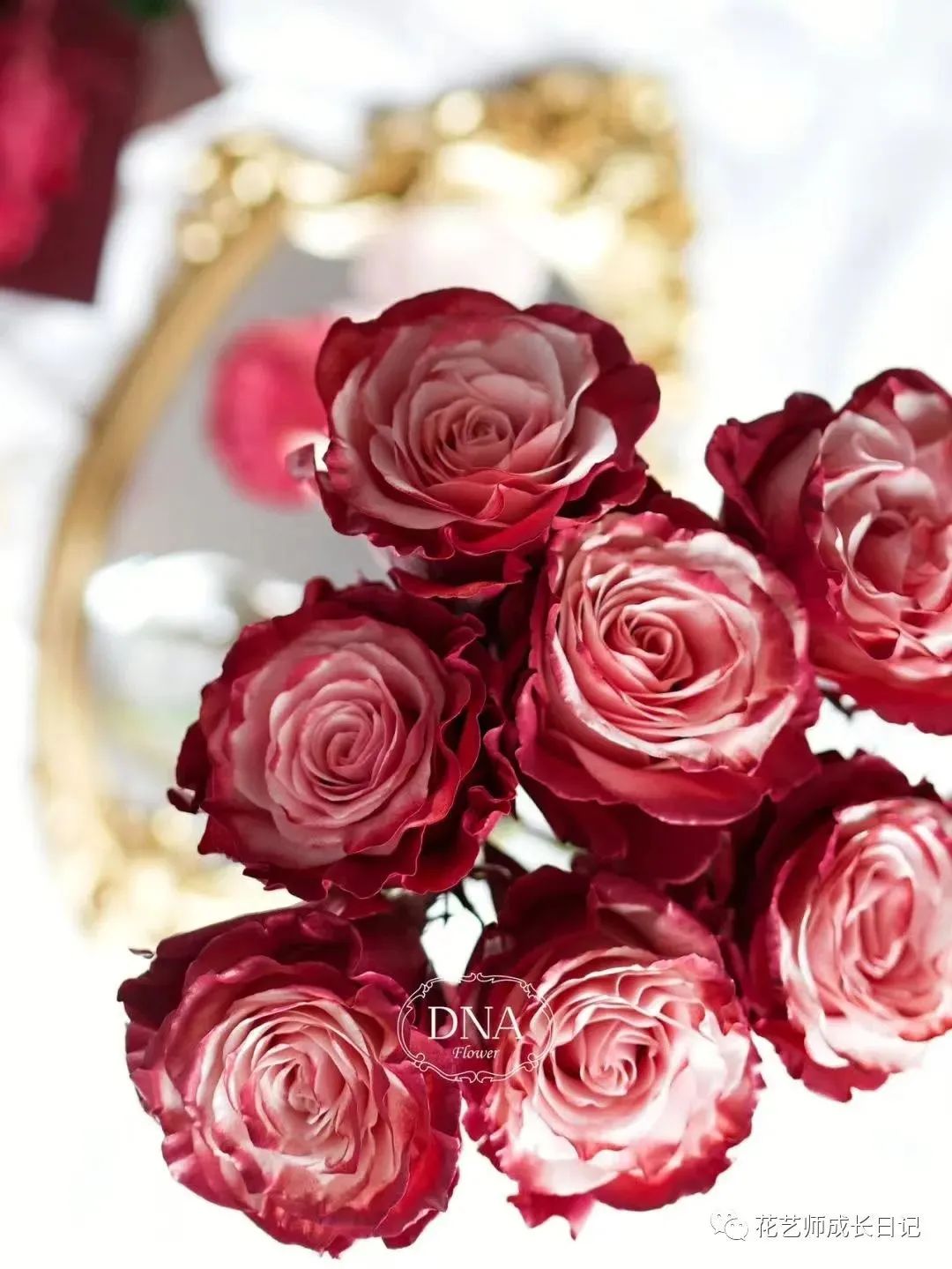 100朵玫瑰vol.74|厄瓜多尔玫瑰dusty rose,属于吸血鬼骑士的玫瑰!