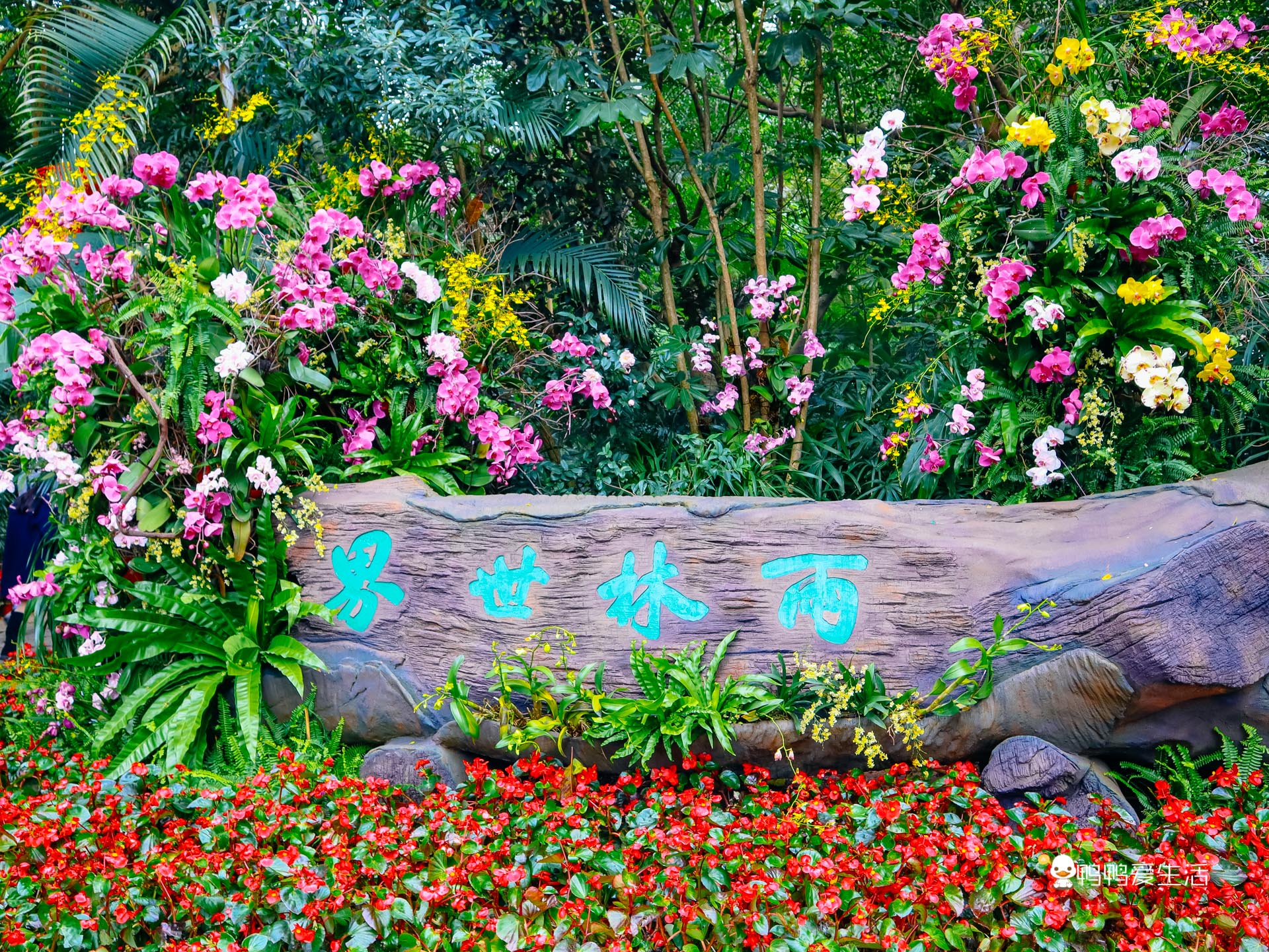 厦门园林植物园春节期间免费开放,花多人多喜气洋洋,新春好去处