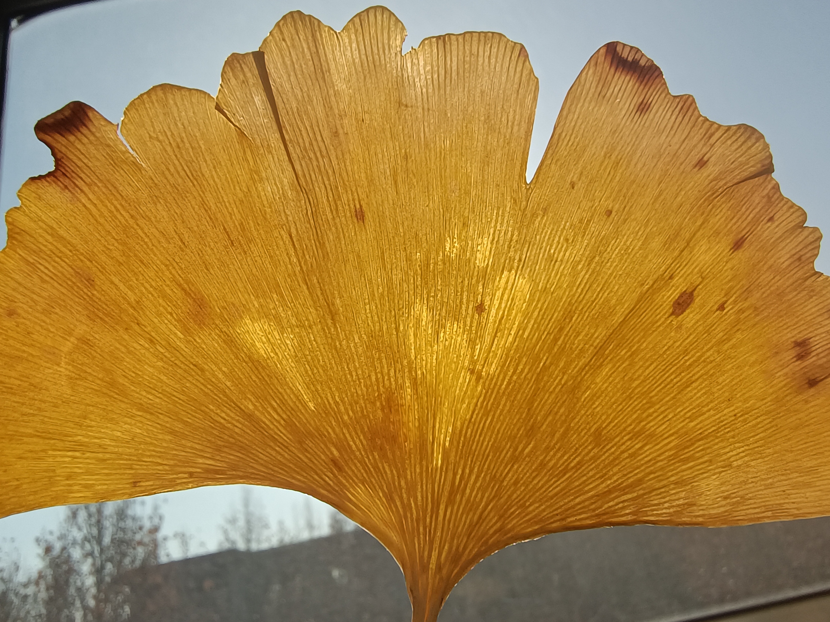 用放大镜顺着银杏的一条叶脉看看,你会发现什么?