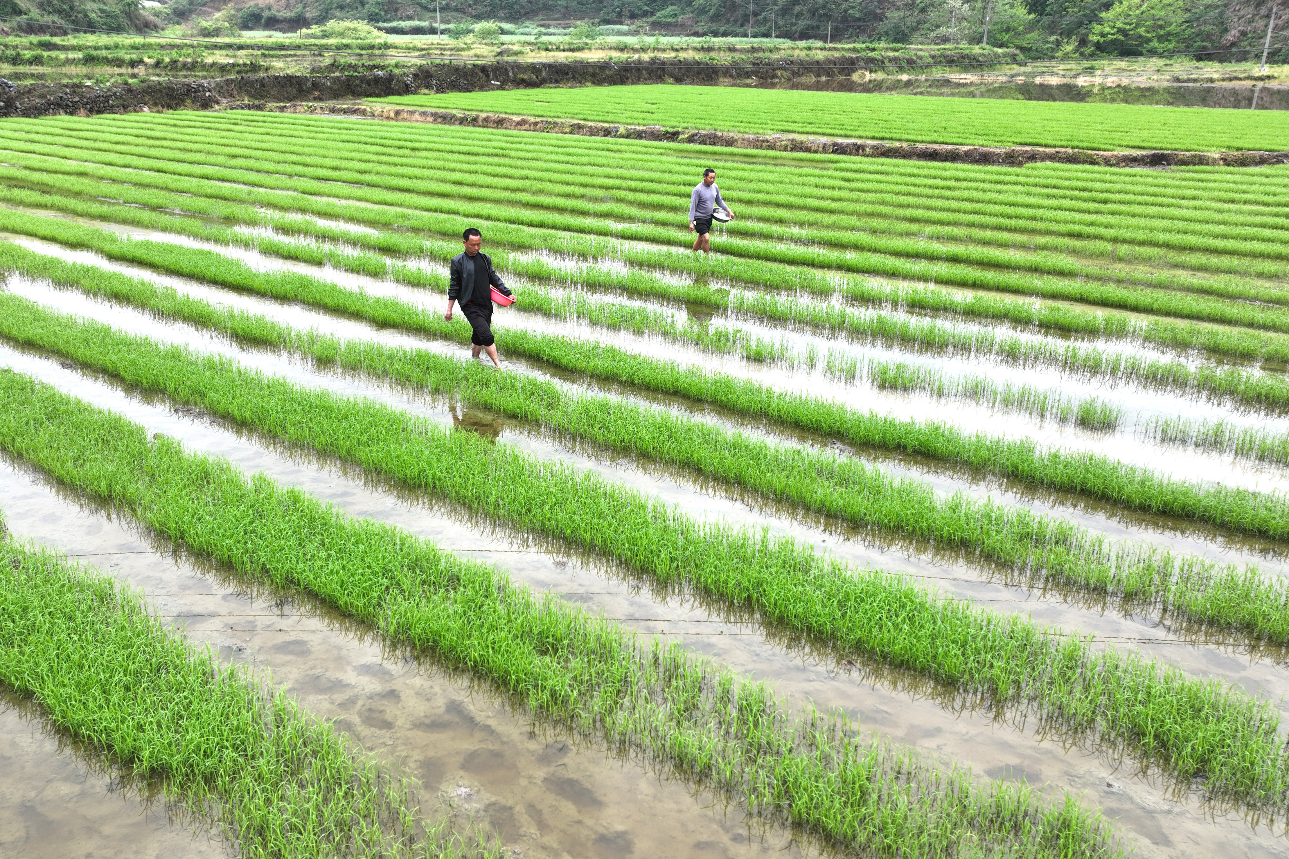 岑巩:杂交水稻制种基地农事忙