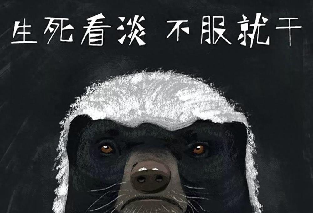 文章题目:非洲战斗一哥平头哥的奇幻人生尊敬的读者们,今天我要给你们