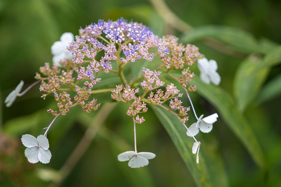 初秋的蜡莲绣球