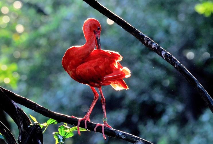 世界上最红的鸟类之一,红鹳为什么这么红?不怕被天敌发现吗?