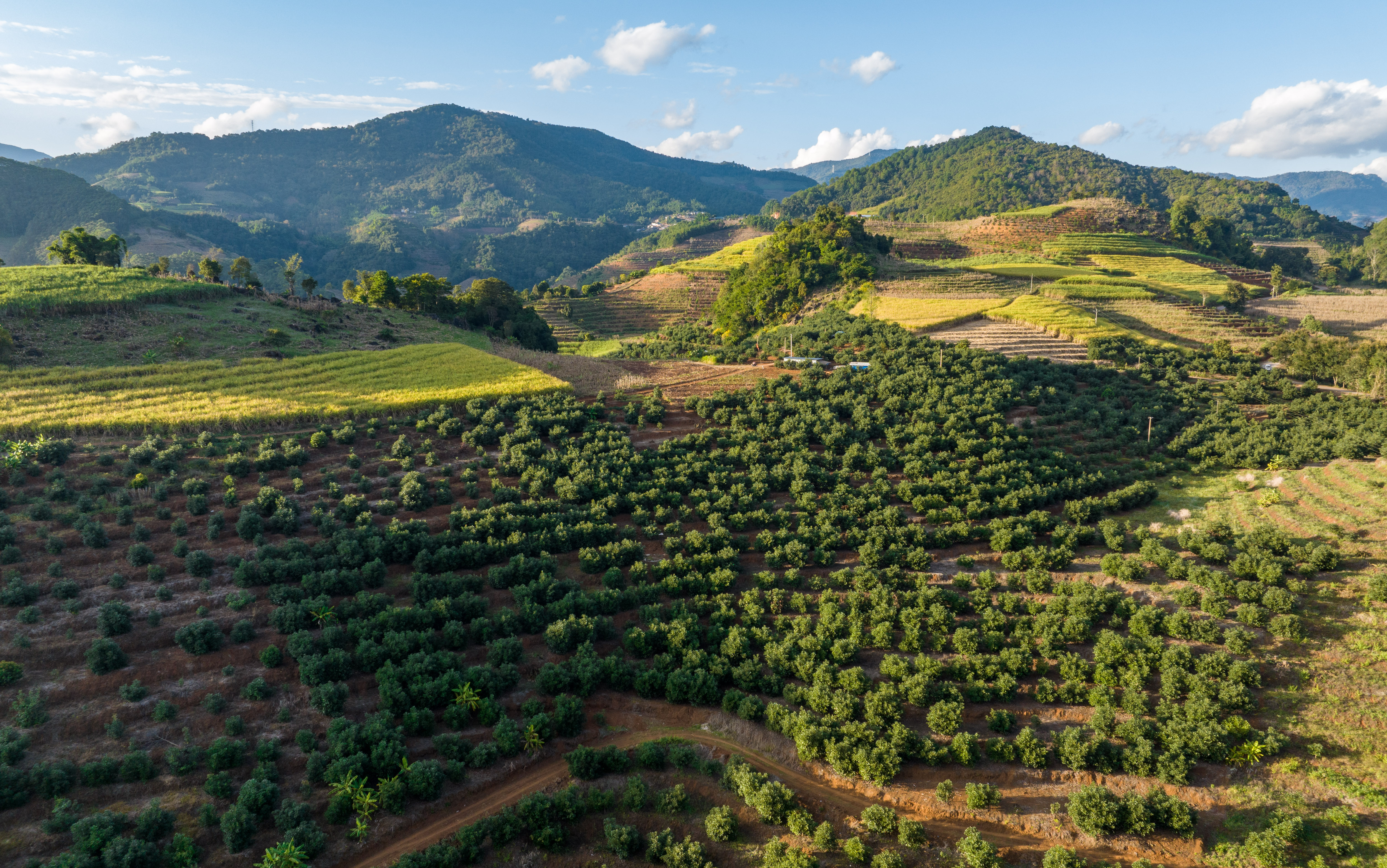 一个牛油果撬动边境县产业蝶变