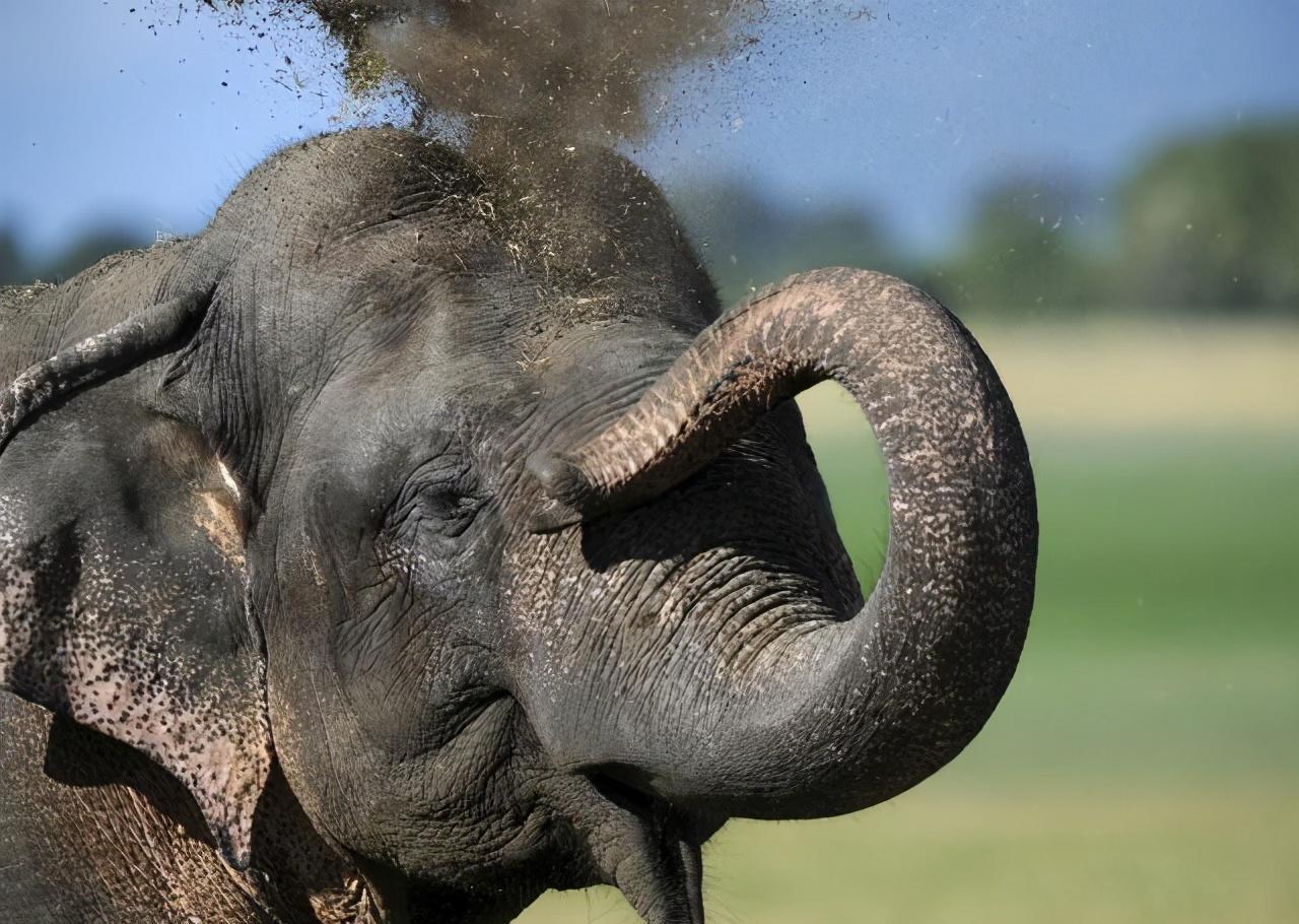 斯里兰卡将国宝锡兰象取名"朋友"赠予中国,印度有不满也有不惧