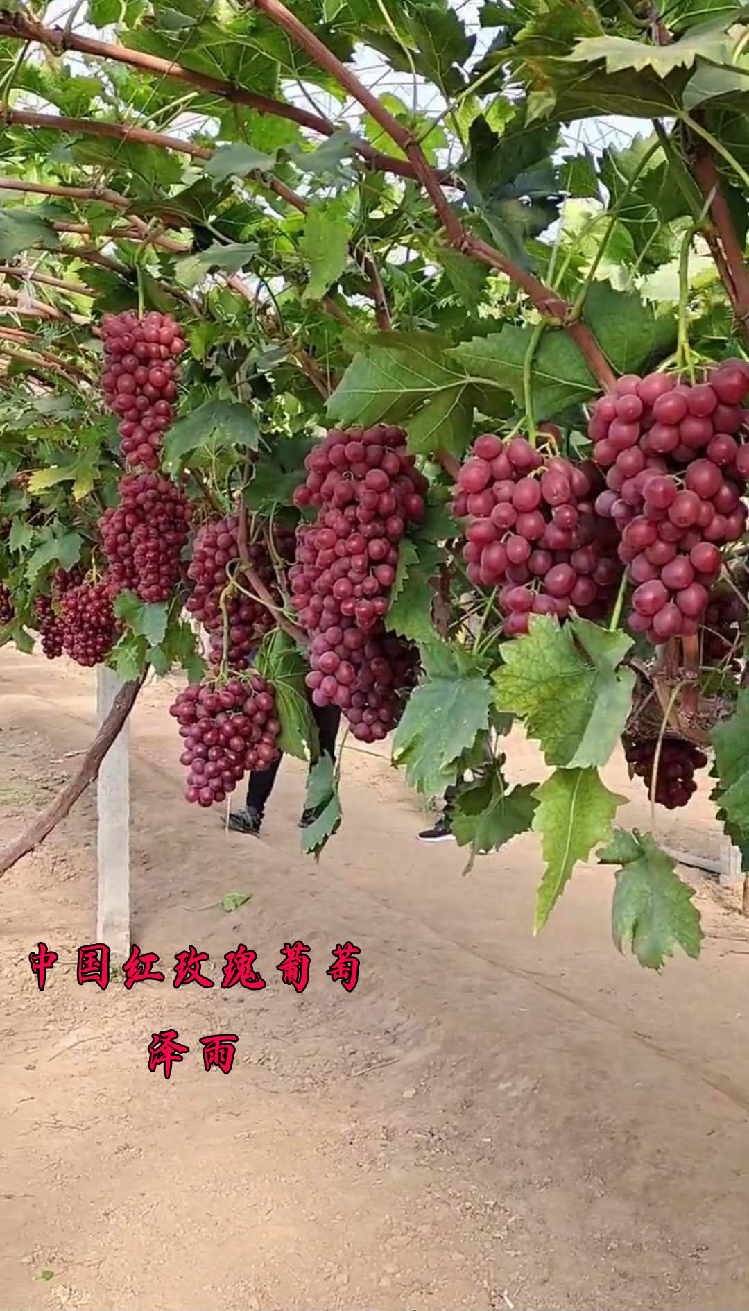 玉龙玫瑰葡萄品种介绍图片