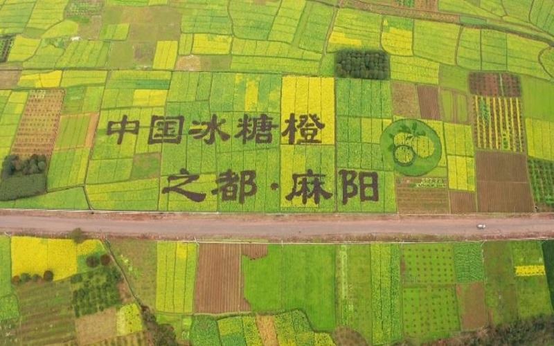 锦和镇:油菜花海