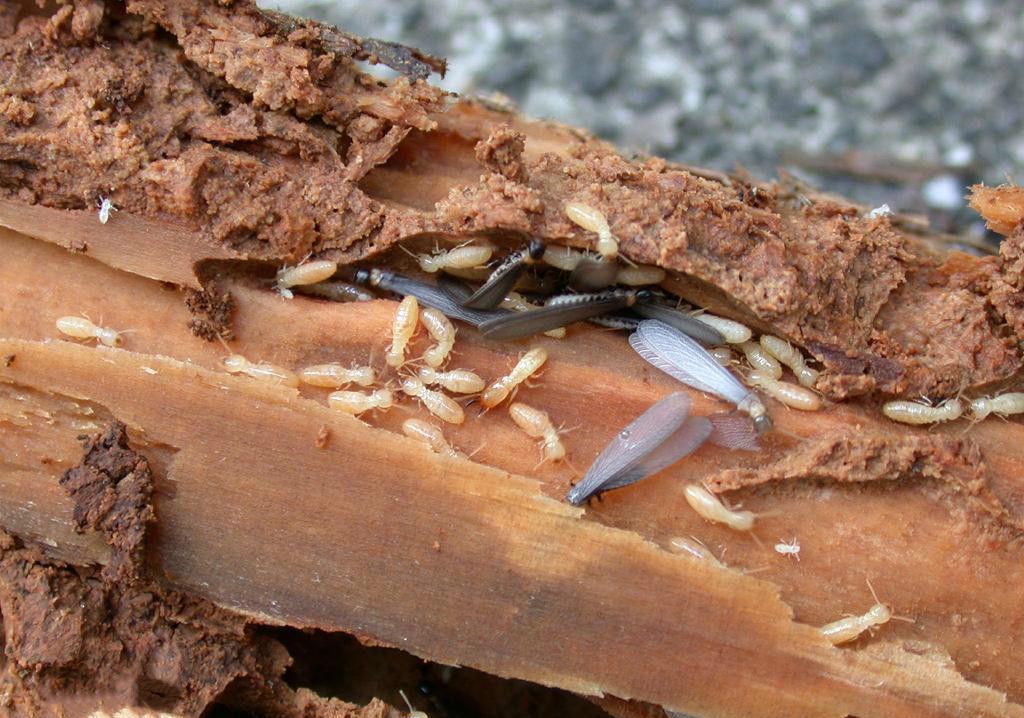 白蚁培育的菌界"大熊猫",价格堪比黄金,极度稀有和难以获取