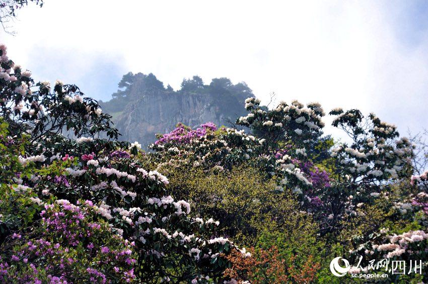 四川凉山10万亩索玛花次第开放 美不胜收