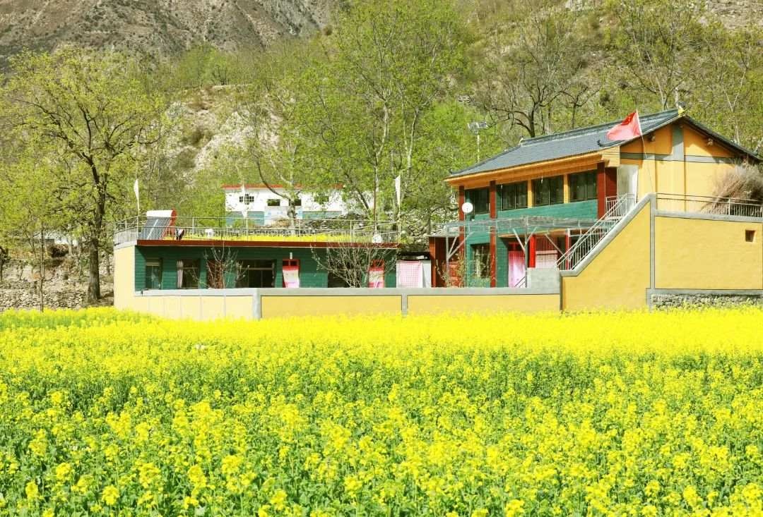 甘肃舟曲:白龙江畔油菜花开