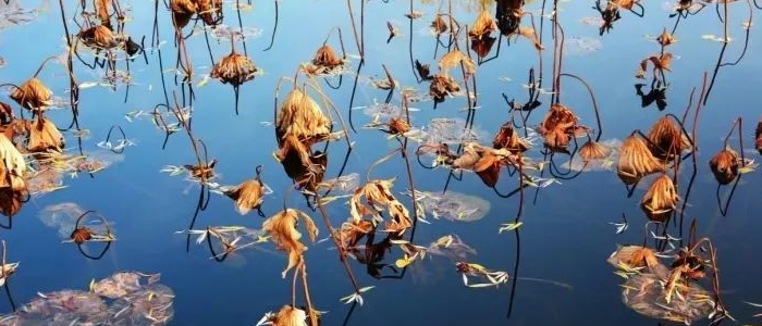 荷尽已无擎雨盖,菊残犹有傲霜枝修辞手法是什么呢?