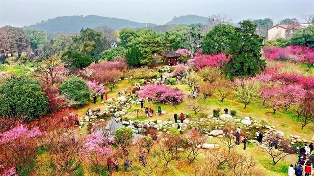 青浦梅园图片