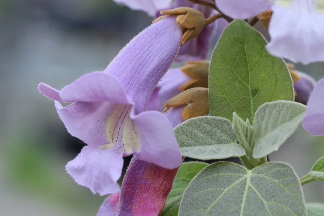 桐花不同花,清明桐始华,究竟为哪家?