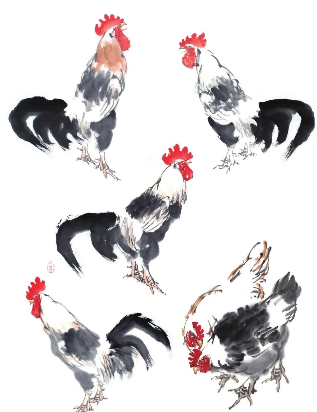 通过细致观察,我们可以发现鸡在不同情境下的独特姿态和动作,从而为