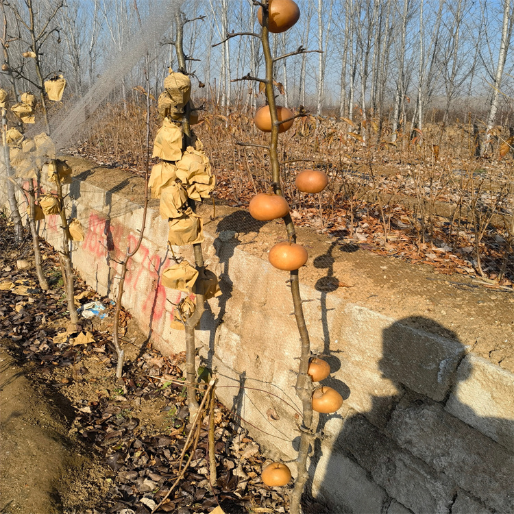 柱状梨品种介绍,金秋蜜梨树苗基地