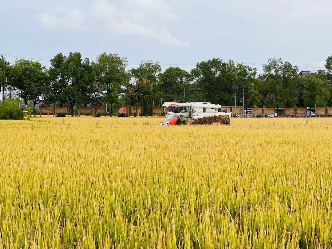 又"稻"一年丰收时! 宝山这里的千亩良田收割忙