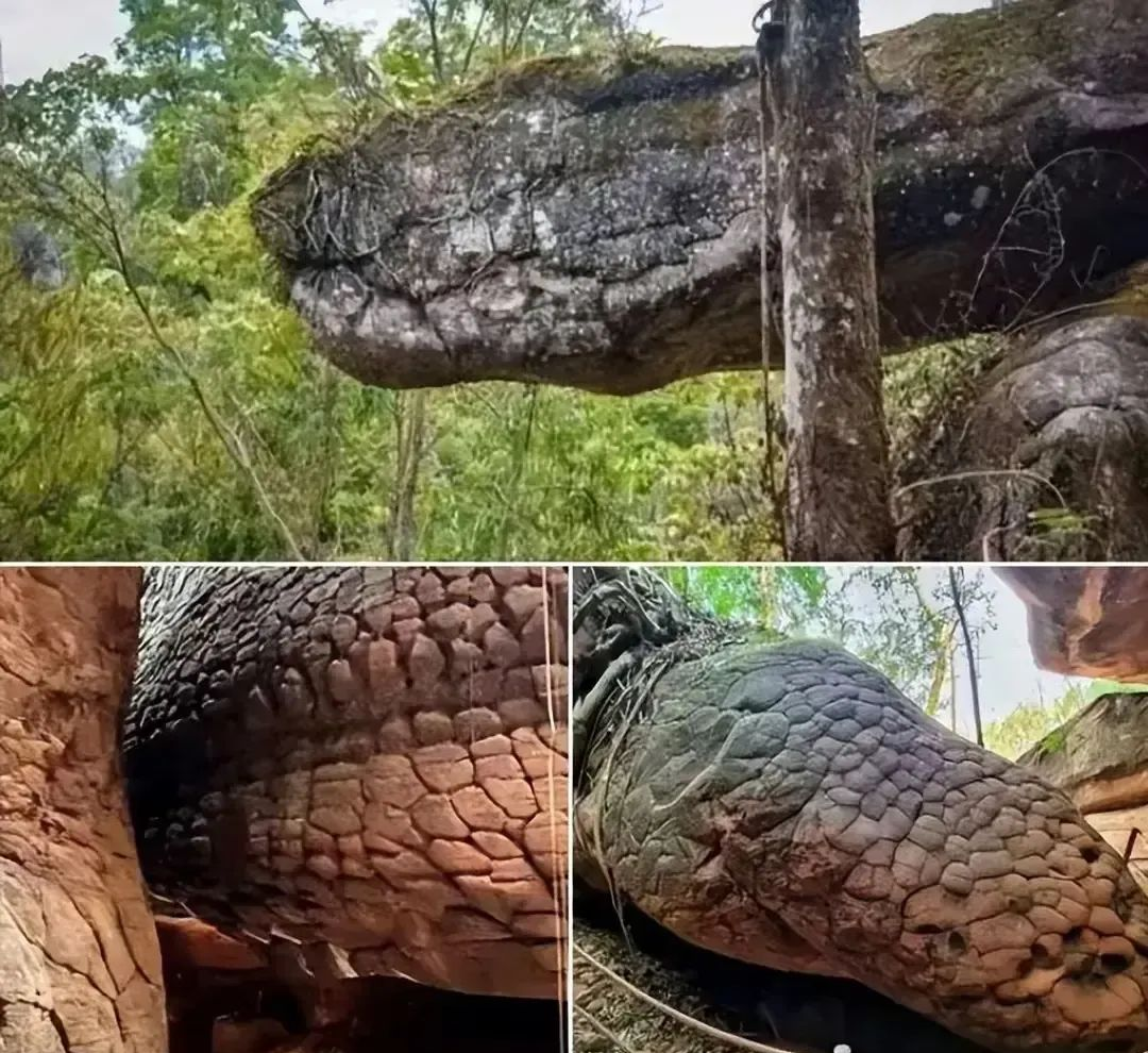 探索多彩世界:众多稀奇古怪的图片,每一张都令人大开眼界