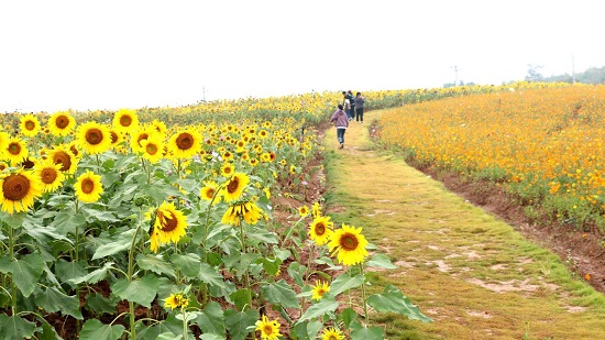 安徽庐江:昔日垃圾场,今朝花海洋