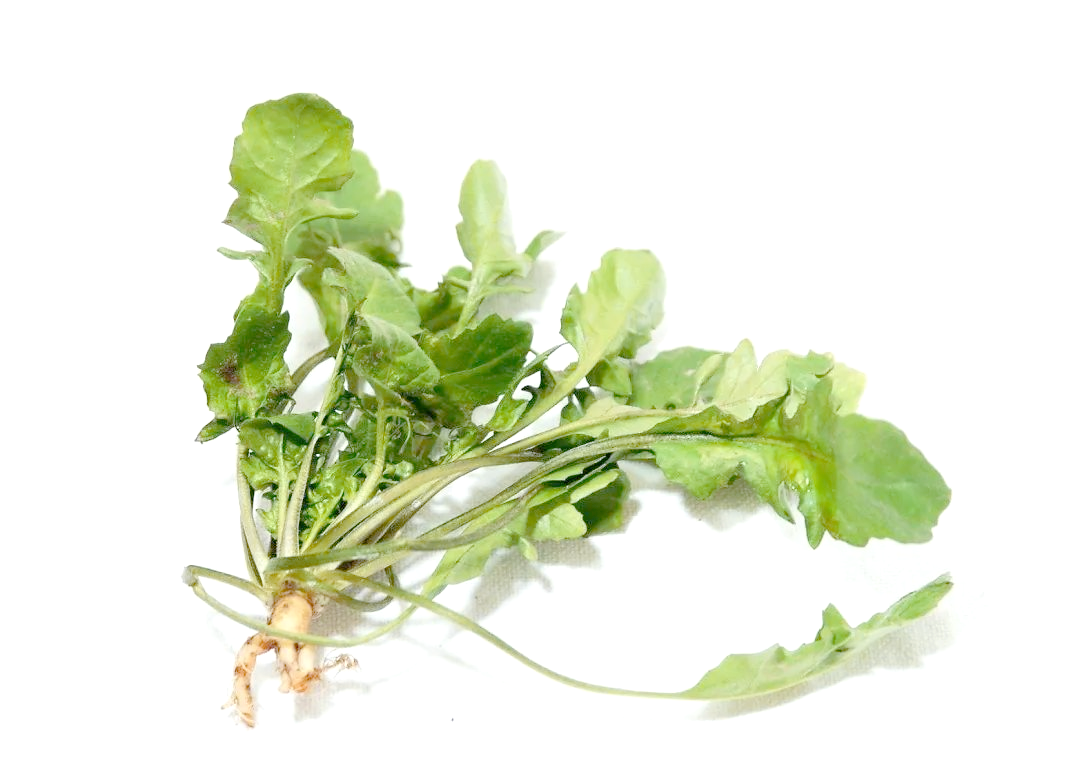 他在诗中赞叹"日日思归饱蕨薇,春来荠美忽忘归",表达了对荠菜美味的