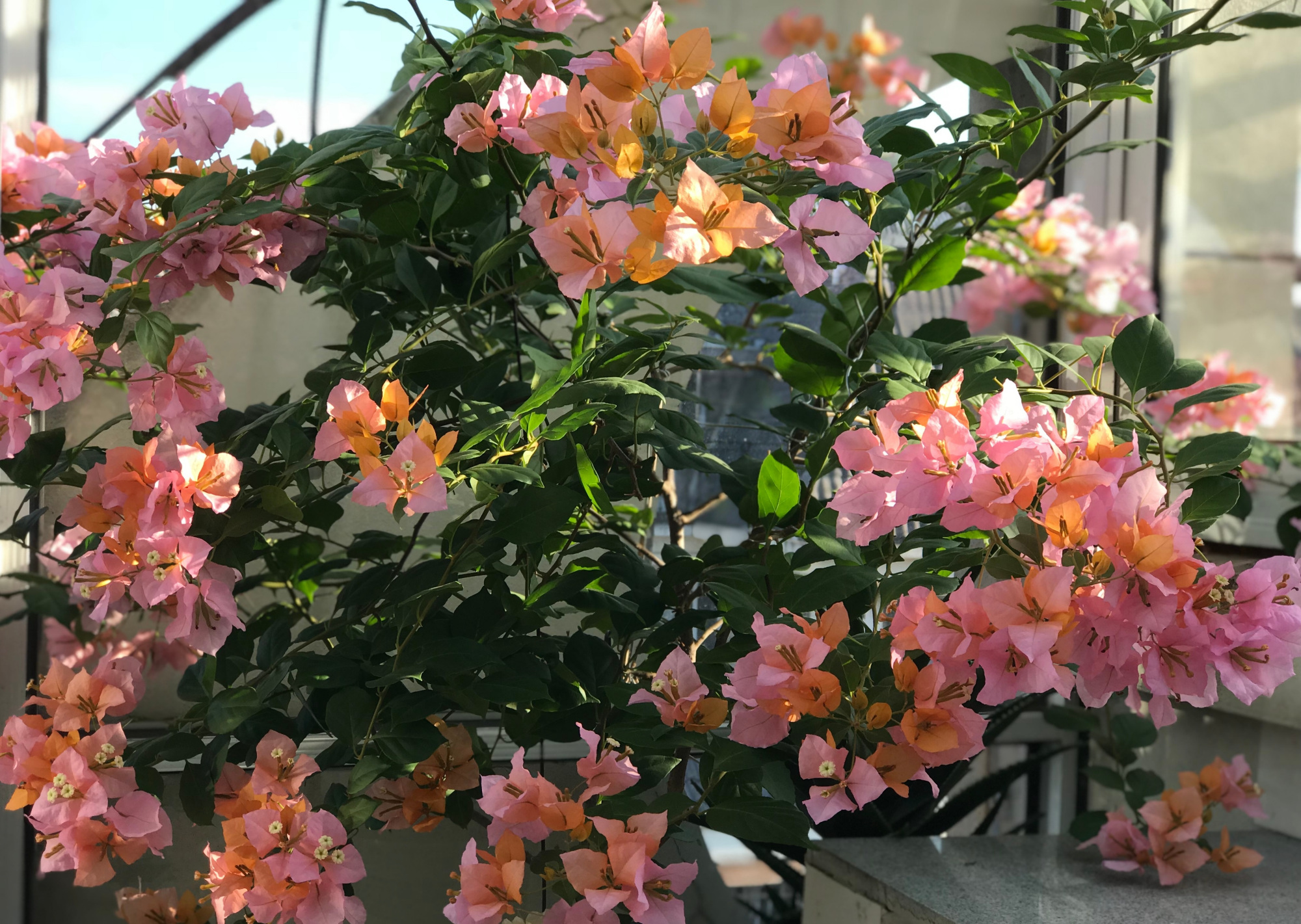 三角梅"变色龙"—花色多变,丰花勤花,好看又好养,你值得拥有