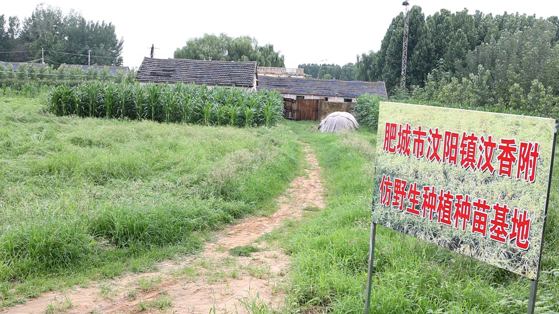 肥城市汶阳镇:从绝迹到亩产达800斤 汶香附"重生"致富