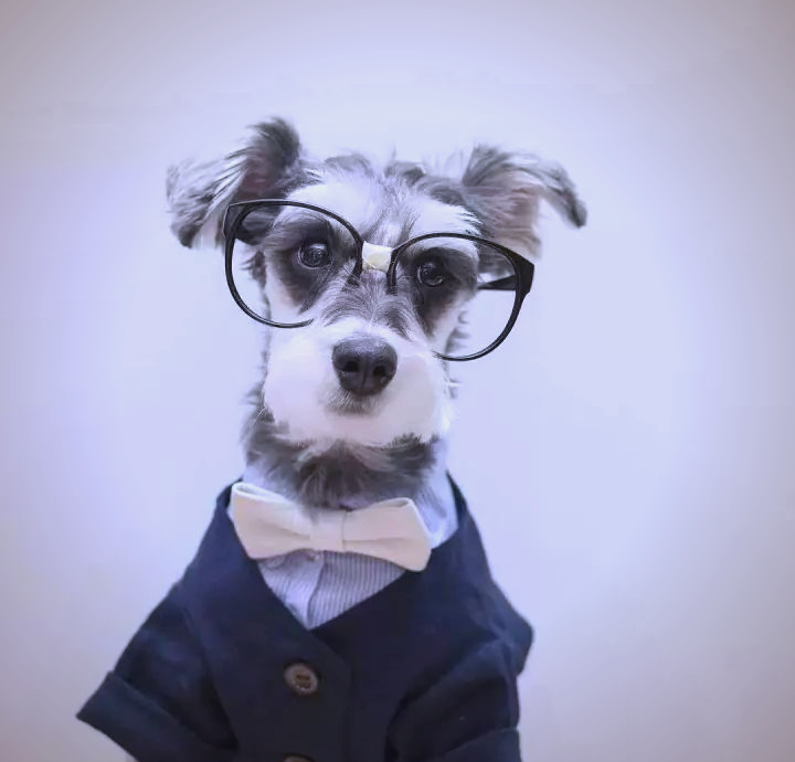 雪纳瑞的优缺点解析,养宠家庭必看!