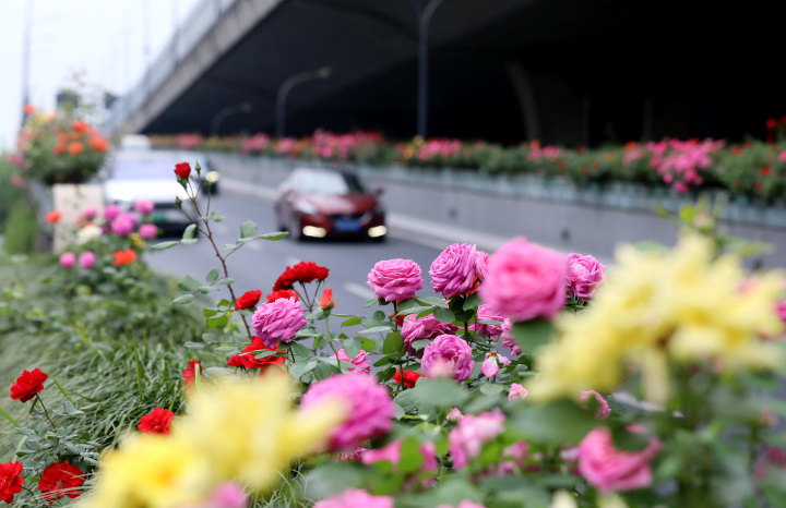 杭州高架月季花图片