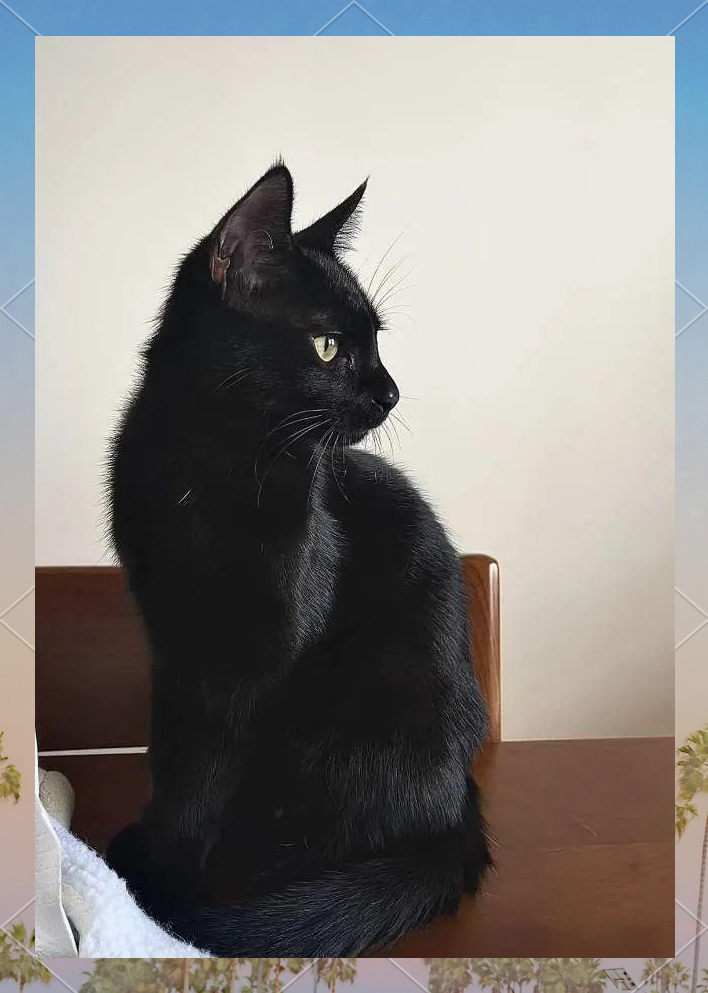 中华田园黑猫