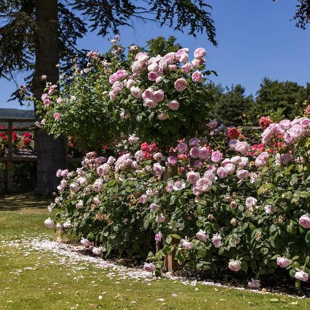 「优秀品种」奥利维亚·罗斯·奥斯汀(olivia rose austin)