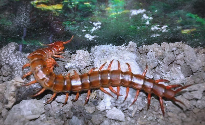 红龙蜈蚣:一种罕见且毒性较强的昆虫