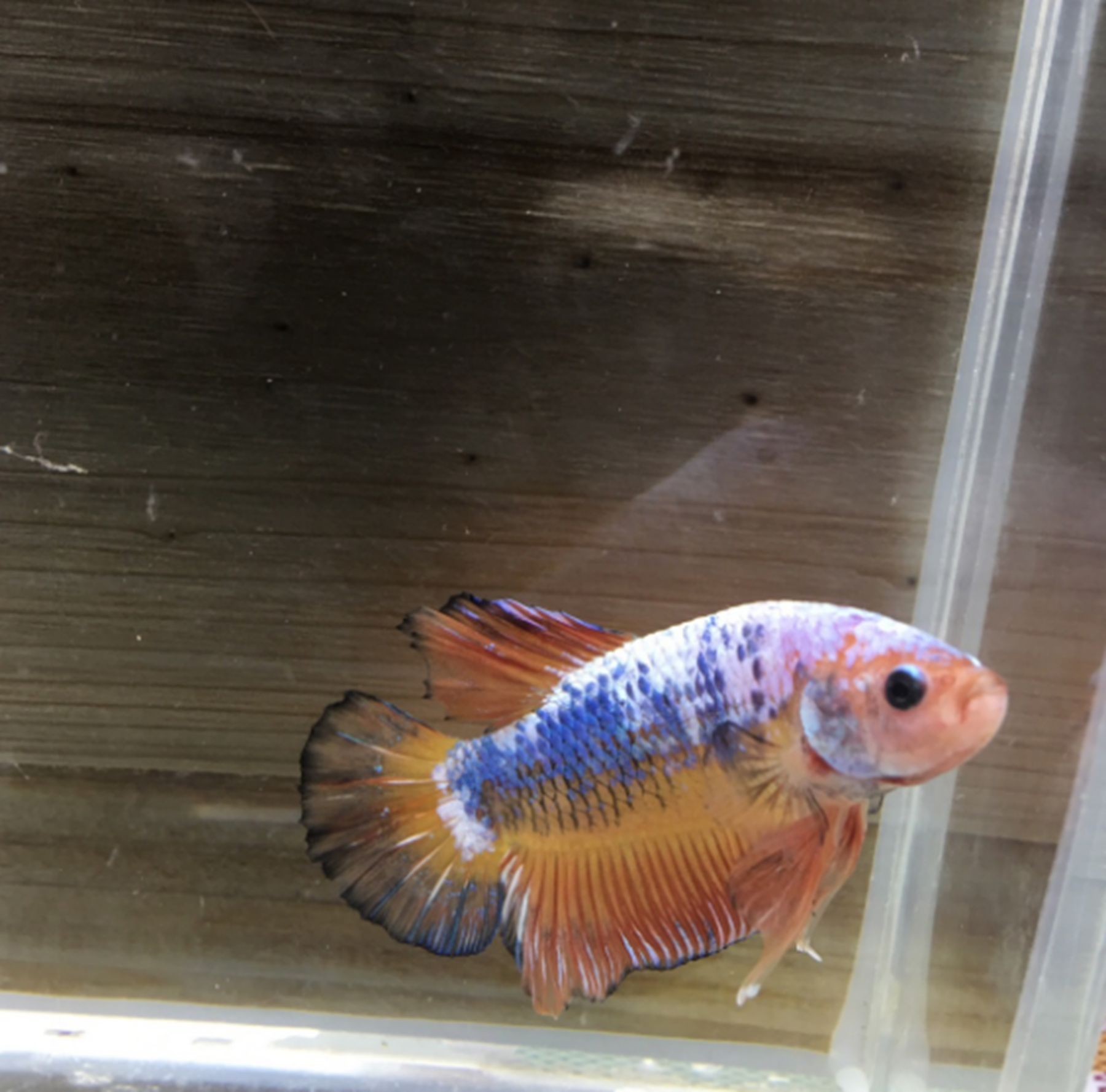 将军斗鱼能长多大?