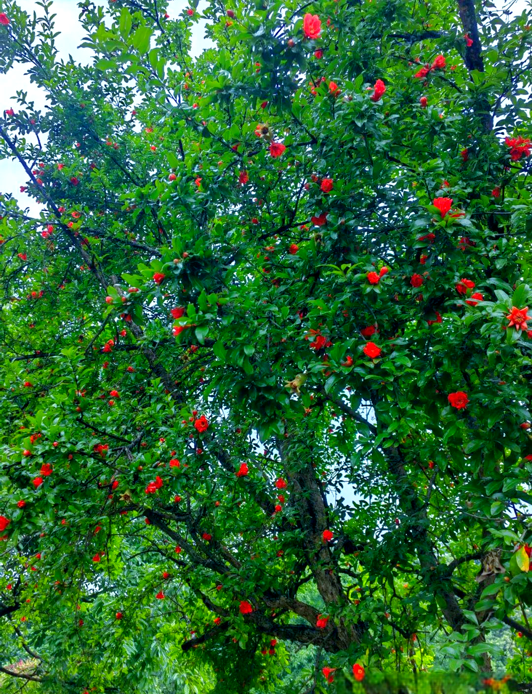 五月多彩鲜花探秘:石榴花盛开篇