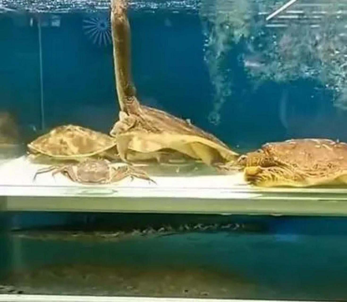 这.王八蛋头可以伸那么长啊!