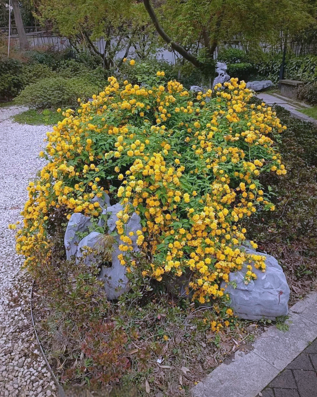 这两种植物各自拥有独特的特点和显著的差异,让人在