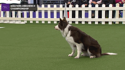 什么样的边牧才是真正的赛级犬?